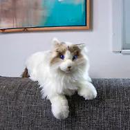 Robotic Katze RAGDOLL - Roboter-Katze | "weiss-braun" | realistisch...