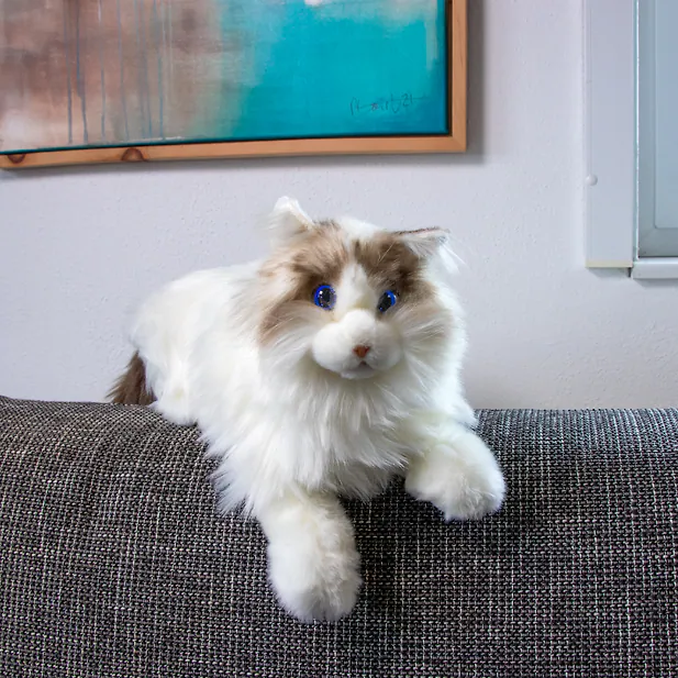 Robotic Katze RAGDOLL - Roboter-Katze | "weiss-braun" | realistische Schmusekatze - beschäftigen und wohlfühlen | Neuheit