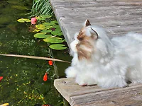 Robotic Katze RAGDOLL - Roboter-Katze | "weiss-braun" | realistisch...