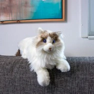 Robotic Katze RAGDOLL - Roboter-Katze | "weiss-braun" | realistisch...